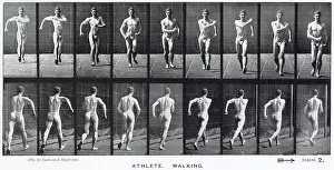 Muybridge: Muybridge - Athlete Walk