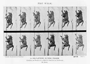 Muybridge: MUYBRIDGE - BABOON
