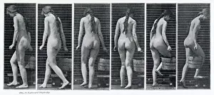 Muybridge: Muybridge - Bucket