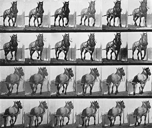 Muybridge: MUYBRIDGE - CART HORSE