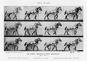 Muybridge: MUYBRIDGE - CART HORSE2