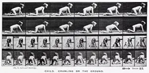 Crawling: Muybridge - Child Crawling