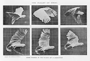 Phases: muybridge - Cockatoo Flies