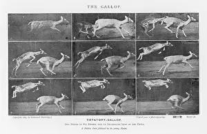 Muybridge: MUYBRIDGE - DEER