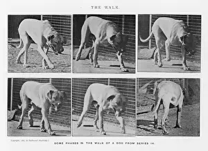 Muybridge: MUYBRIDGE - DOG