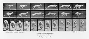 Phases: MUYBRIDGE - DOG GALLOP 1