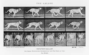 Muybridge: MUYBRIDGE - DOG GALLOP 2