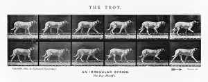 Trot: MUYBRIDGE - DOG TROT 2