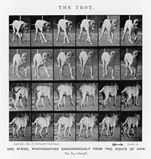 Trot: MUYBRIDGE - DOG TROT