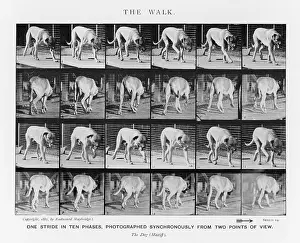 Phases: MUYBRIDGE - DOG WALK