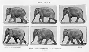Muybridge: MUYBRIDGE - ELEPHANT