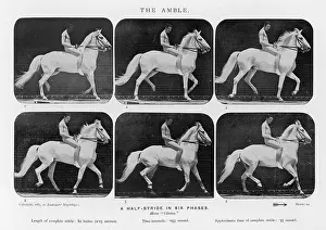 Muybridge: MUYBRIDGE - HORSE AMBLE