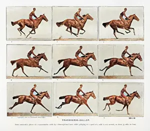 Transverse: Muybridge - Horse Galloping