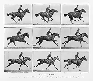 Transverse: Muybridge - Horse Galloping