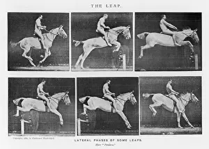 Muybridge: MUYBRIDGE - HORSE LEAP
