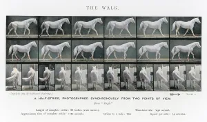 MUYBRIDGE - HORSE WALK