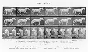 Muybridge: MUYBRIDGE - HORSE WALK