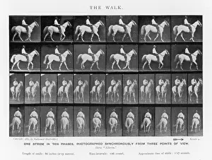 Muybridge: MUYBRIDGE - HORSE WALK