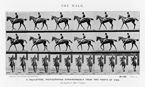 Muybridge: MUYBRIDGE - RACE HORSE