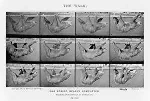 Muybridge: MUYBRIDGE - SLOTH