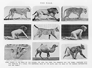 Crawling: MUYBRIDGE -VARIOUS WALK