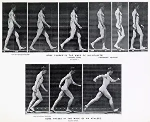 Muybridge: Muybridge - Walk and Run