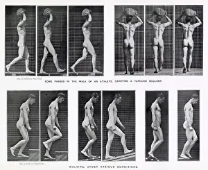 Muybridge: MUYBRIDGE - WALKING