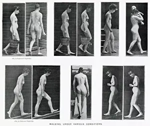 Muybridge: Muybridge - Walking