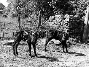 Muzzled: MUZZLED CALVES