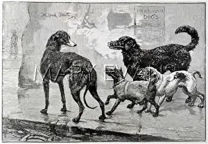 Curiously: MUZZLED DOGS AND RABIES