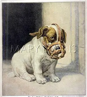 Muzzled: MUZZLED PUPPY