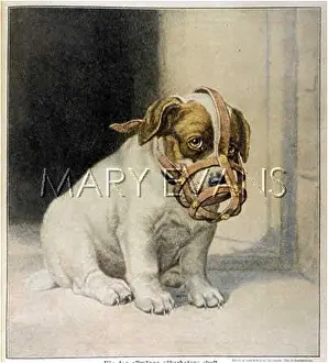 Muzzled: MUZZLED PUPPY