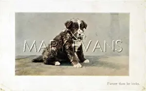 Muzzled: MUZZLED PUPPY PHOTO