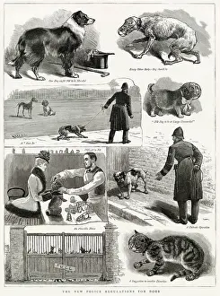 Preventative: Muzzling Regulations 1885