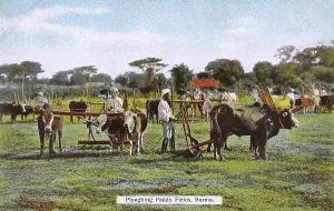 Ploughs: Myanmar - Ploughing Paddy Fields with teams of Oxen