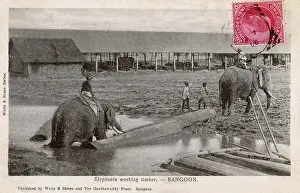Yangon: Myanmar - Yangon - Elephants moving timber