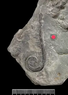 Salter: Myedactylus flecheri (Salter)