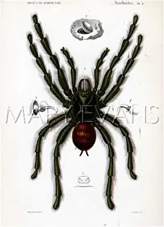 Avicularia: MYGALE AVICULARIA