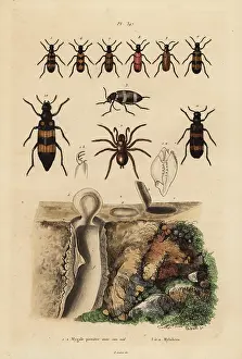 Dhistoire: Mygalomorph trapdoor spider and its nest