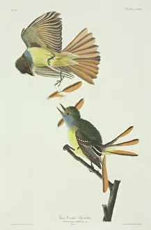 Tyrant: Myiarchus crinitus, great-crested flycatcher