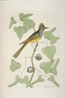 Tyrant: Myiarchus crinitus, great crested flycatcher