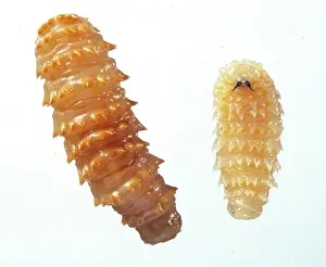 Infestation: Myiasis causing flies