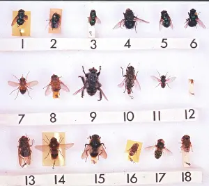 Infestation: Myiasis species