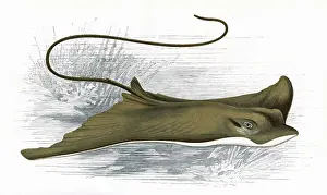 Toad: Myliobatis Aquila, or Common Eagle Ray
