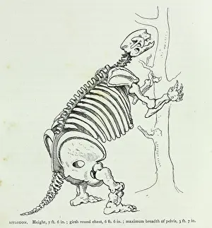 Sloth: Mylodon
