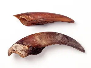 Sloth: Mylodon darwinii, ground sloth toenails