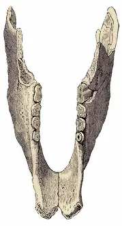 Sloth: Mylodon Jaw, Illustration