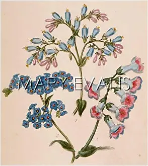 Echium: MYOSOTIS & OTHERS