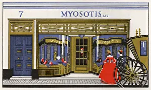 Myosotis: Myosotis advertisement