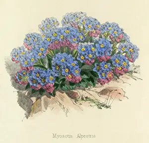 Myosotis: MYOSOTIS ALPESTRIS